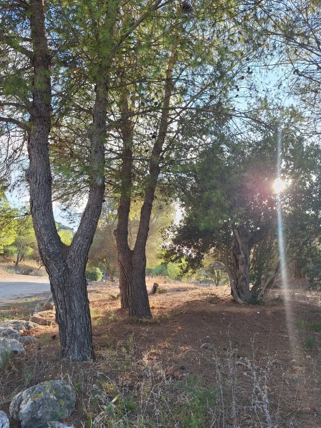 Descubre cómo la naturaleza y las flores secas inspiran mis creaciones de crochet y el cambio en mi web artesanal.